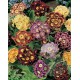 PRIMULA VULGARIS M-10,5 CMS.