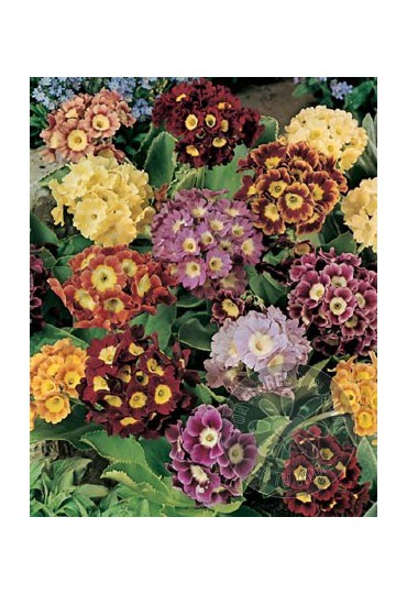 PRIMULA VULGARIS M-10,5 CMS.
