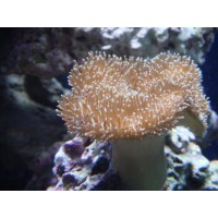 SARCOPHYTON