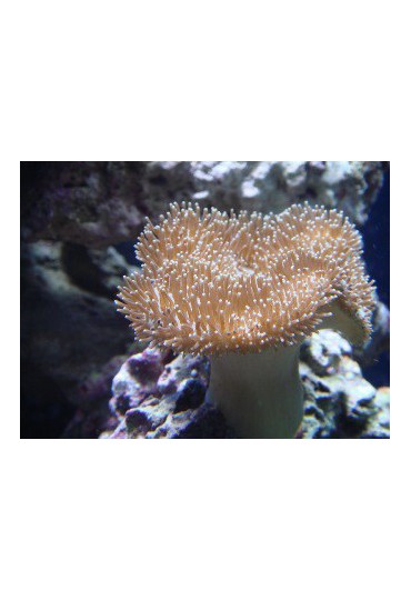 SARCOPHYTON