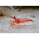 LYSMATA WURDERMNI