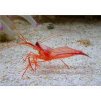 LYSMATA WURDERMNI