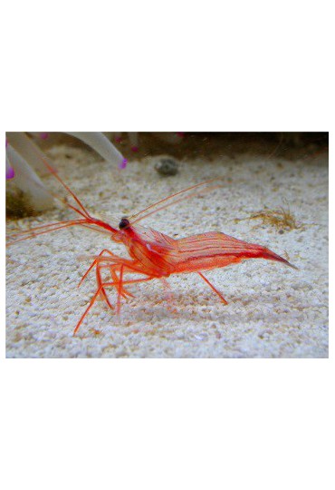 LYSMATA WURDERMNI LYSMATA WURDERMNI