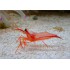 LYSMATA WURDERMNI, PEPPERMINT SHIRMP