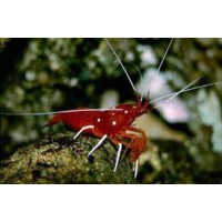 LYSMATA DEBELIUS