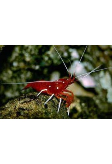 LYSMATA DEBELIUS LYSMATA DEBELIUS
