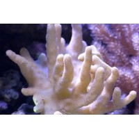 LOBOPHYTUM