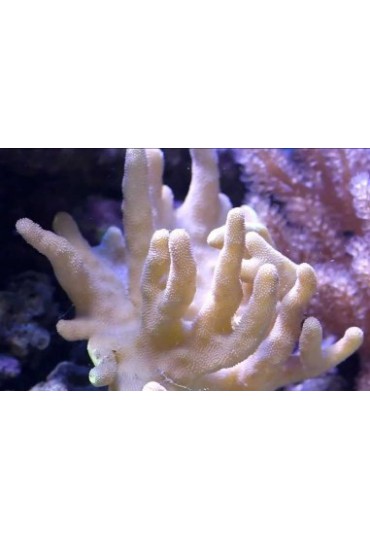 LOBOPHYTUM