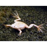 HYMENOCHIRUS BOETTGERI RANA 