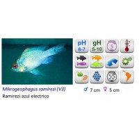 RAMIREZI AZUL ELECTRICO PAPILOCHROMIS
