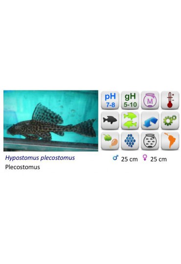 PLECOSTOM LEOPARD