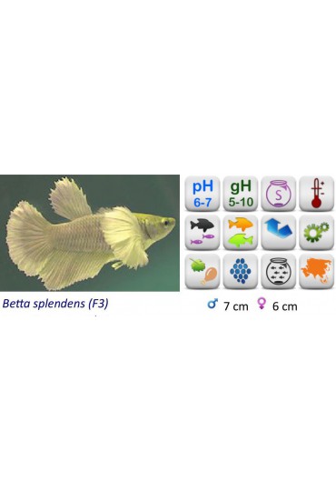 BETTA HEMBRA DUMBO MEDIA LUNA BETTA HEMBRA DUMBO MEDIA LUNA