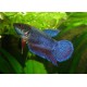BETTA HEMBRE MEDIA LUNA METALI