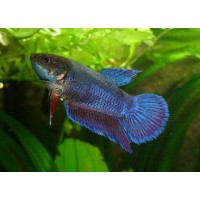 BETTA HEMBRE MEDIA LUNA METALI