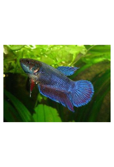 BETTA HEMBRE MEDIA LUNA METALI