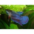 BETTA HEMBRA MEDIA LUNA METALICO