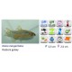 RASBORA GALAXY