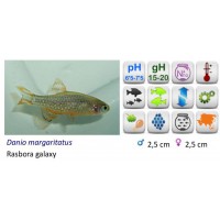 RASBORA GALAXY
