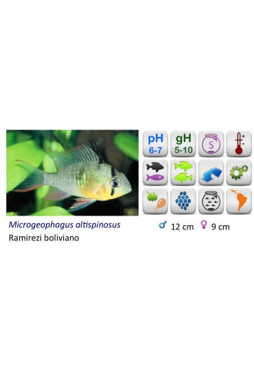 MICROGEOPHAGUS ALTISPINOSA