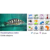 PSEUDOTROPHEUS CABRO