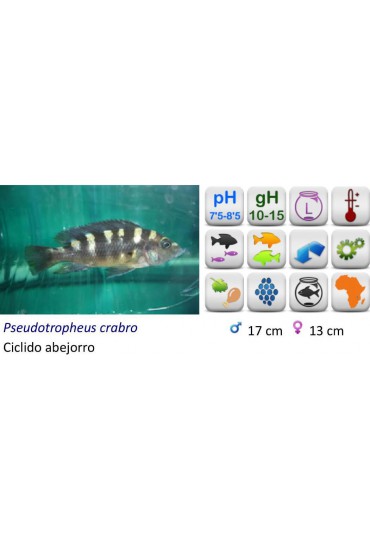 PSEUDOTROPHEUS CABRO
