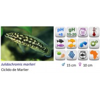 JULIDOCHROMIS MARLIERI