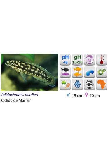 JULIDOCHROMIS MARLIERI