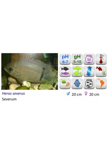 CICHLASOMA SEVERUM ORO