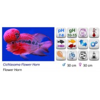 CICHLASOMA FLOWER HORN