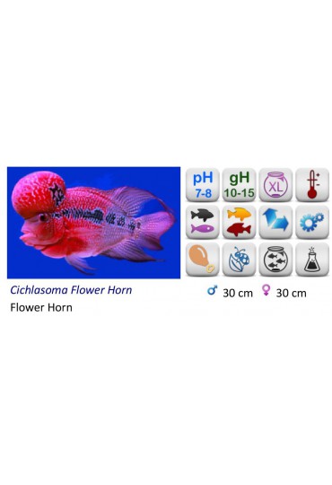CICHLASOMA FLOWER HORN