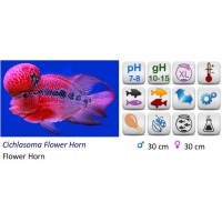 CICHLASOMA FLOWER HORN