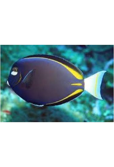 ACANTHURUS NIGRICANS ACANTHURUS NIGRICANS