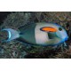 ACANTHURUS OLIVACEUS