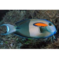ACANTHURUS OLIVACEUS