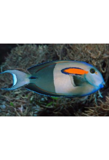 ACANTHURUS OLIVACEUS ACANTHURUS OLIVACEUS