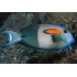 ACANTHURUS OLIVACEUS