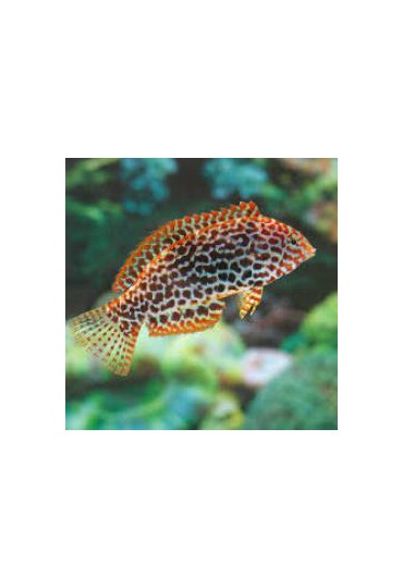 MACROPHARYNGODON MELEAGRIS MACROPHARYNGODON MELEAGRIS