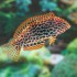 MACROPHARYNGODON MELEAGRIS