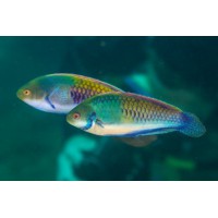 CIRRHILABRUS SOLORENSIS