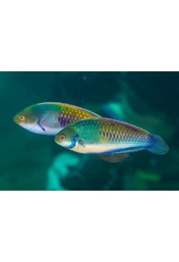 CIRRHILABRUS SOLORENSIS CIRRHILABRUS SOLORENSIS