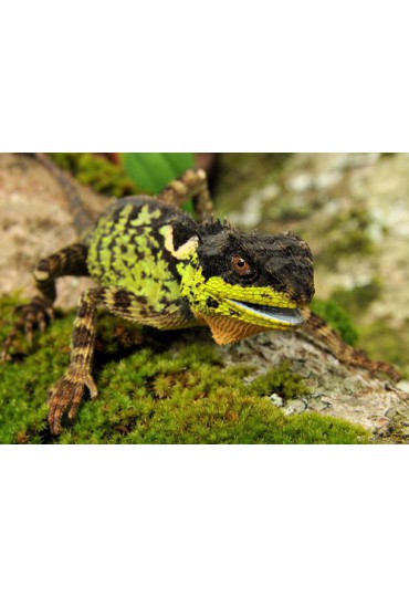 ACANTHOSAURA CAPRA, DRAGON CORNUDO DE VIETNAM ACANTHOSAURA CAPRA, DRAGON CORNUDO DE VIETNAM