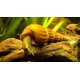 CARACOL PAGODA