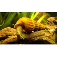 CARACOL PAGODA