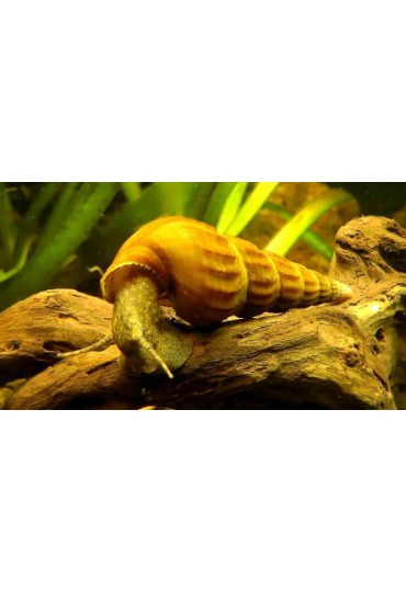 CARACOL PAGODA CARACOL PAGODA