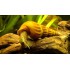 CARACOL PAGODA