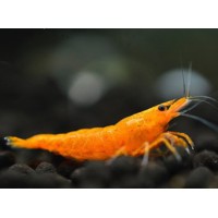GAMBA NARANJA