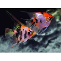 ESCALAR TRICOLOR