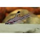 CHILODUS PUNCTATUS