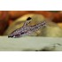 CHILODUS PUNCTATUS