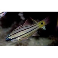 APOGON ANGUSTATUS